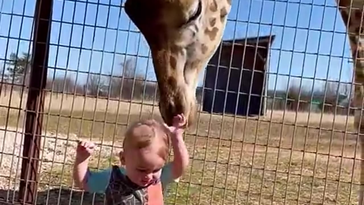 Cute Giraffe Gives Baby Smooches!