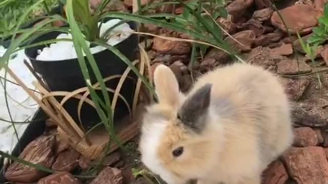 Mini rabbit