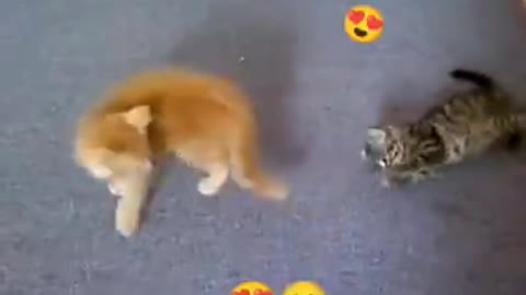 Kittens play and have fun like children