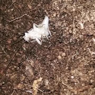 The centipede drags the cricket into the underworld.