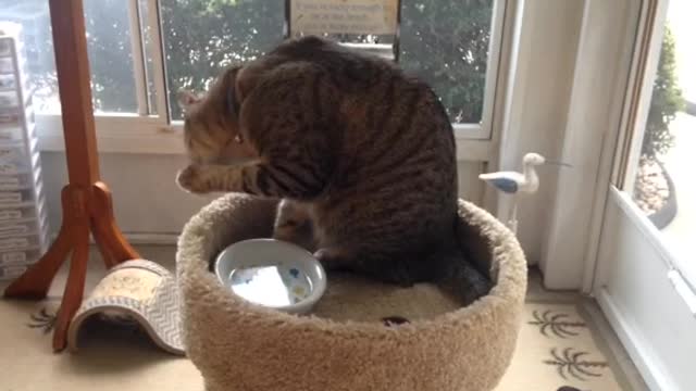 Cat drinking water!