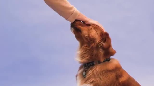 Dog gets baby doll for Christmas, absolutely loves it