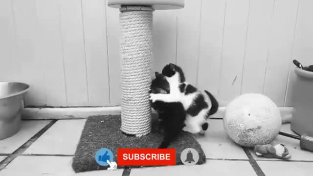 If Your Cat is Wrestler Funny Video