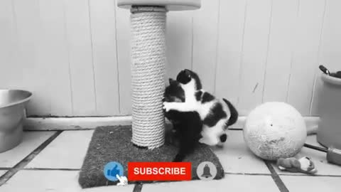 If Your Cat is Wrestler Funny Video