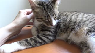 Sweet Kitten Likes to Purr