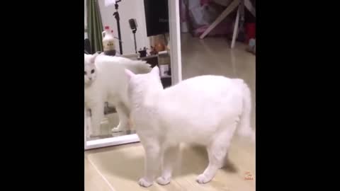 Funniest Animals - Best Of The 2021 Funny Animal Videos #9