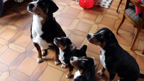 Appenzeller Sennenhunde de la Garde Suisse - Appie & Heros' litter - 12 weeks ol