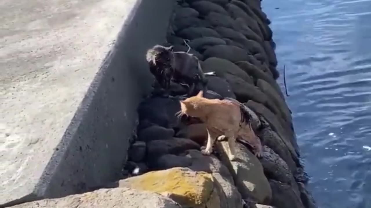 Funny animal videos | Funniest Dogs And Cats Videos 😂 | Best Funny Animal Videos