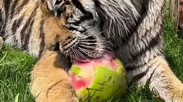 Take a scrolling break 😸