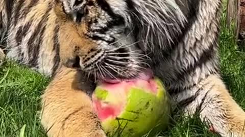 Take a scrolling break 😸