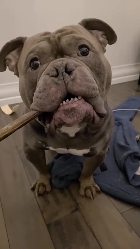 my dogs favorite word -- _dogs _dog _puppy _funny _cute