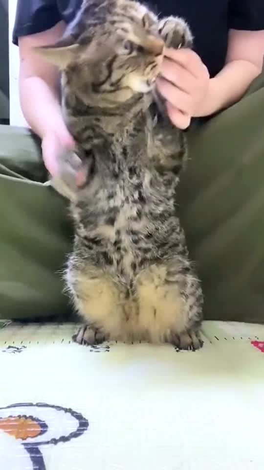 What a funny cat,it doesn’t hurt at all