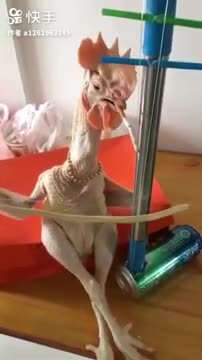 rooster Playing the violin is very funny