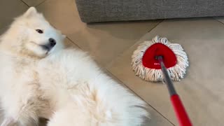 Lazy Samoyed Living Rent Free