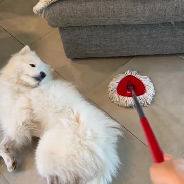 Lazy Samoyed Living Rent Free