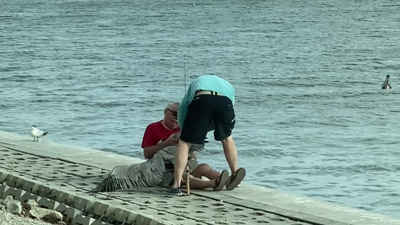 Freeing a Hooked Pelican