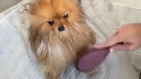 Cute dog bathing on sink and seems very happy.