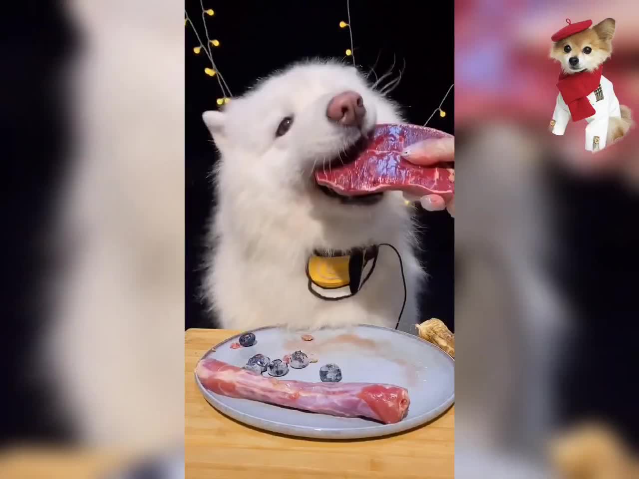 CUTE Husky Eating and Playing