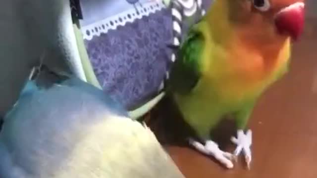 Funny Birds for fun Video #4