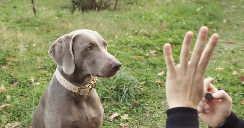 How To Train Dogs 🐕 Wait For Food And Not Bark