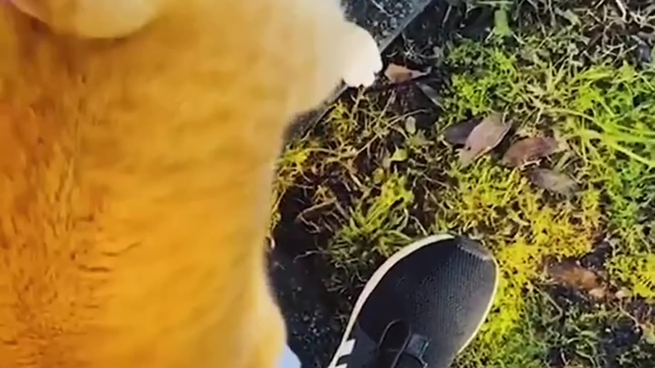 funny animals video