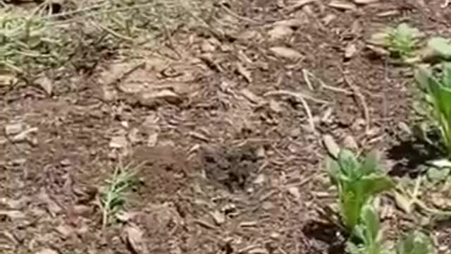 It stole my vegetables!