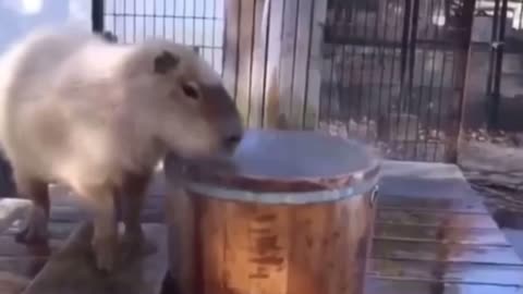 Capybaras finds it’s perfect tub