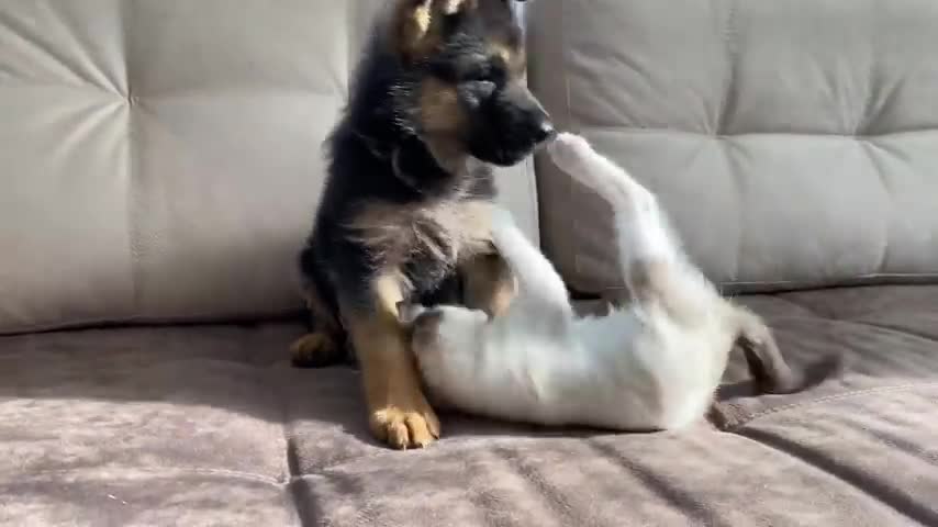 German_Shepherd_Puppy_and_Kitten_Playing_[TRY_NOT_TO_LAUGH]