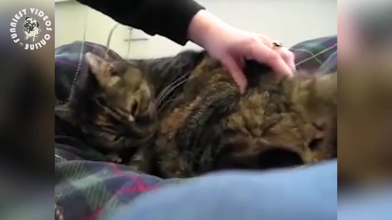 Funniest talking cats