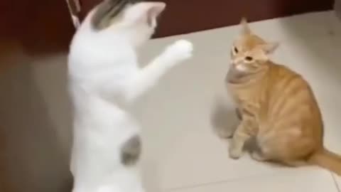 Funny cat/funny video