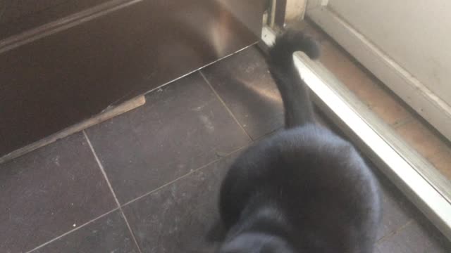 Sit! Adorable AVI Cat does a trick like a dog