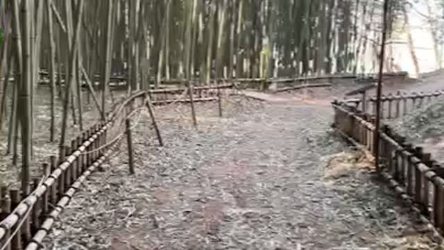 Bamboo Forest Road