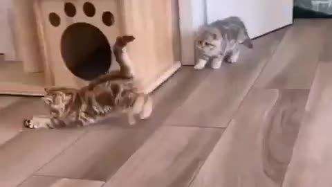 Funny cat sleep videos