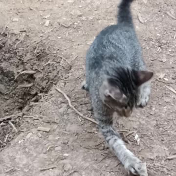 Funny Cat Playing Stone