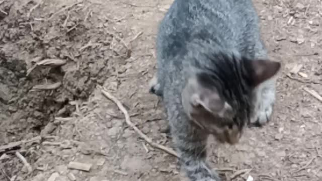 Funny Cat Playing Stone