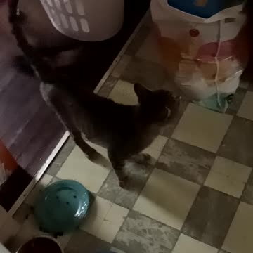 Tigger Earns A Treat