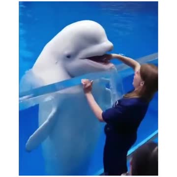 The dolphin just want some fun 😀🤣