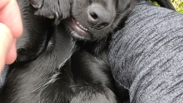 Daily Belly Rubs Are Very Important