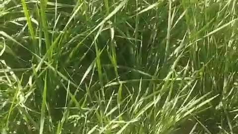 lush growth of grass