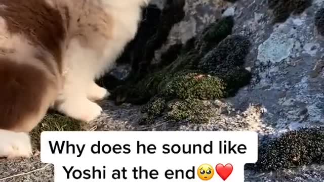 cute and fun dog