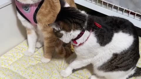 Two cats laughing at the dead all day long