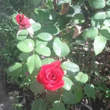 Small red rose