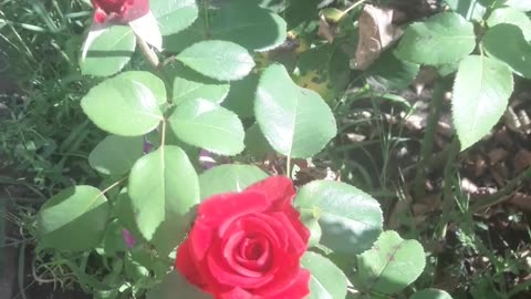 Small red rose