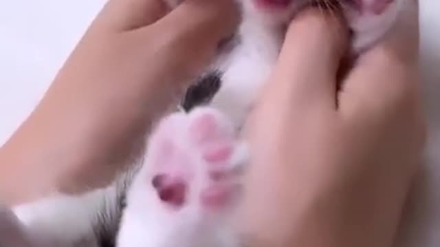 cute cat shorts❤#shorts #cat #cutecat