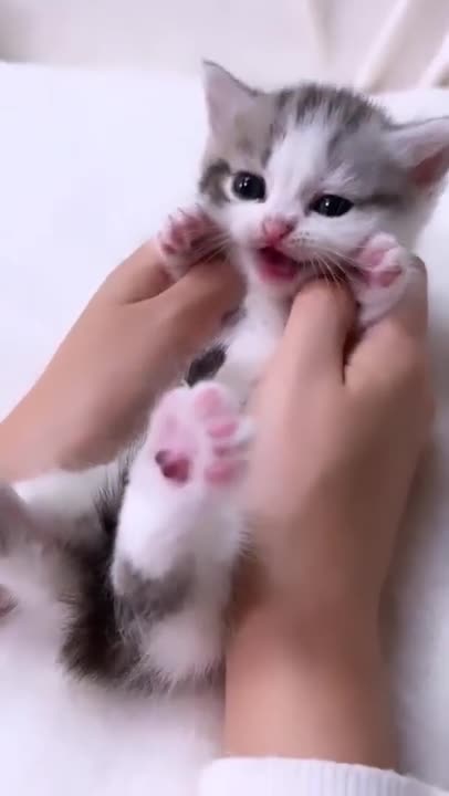 cute cat shorts❤#shorts #cat #cutecat