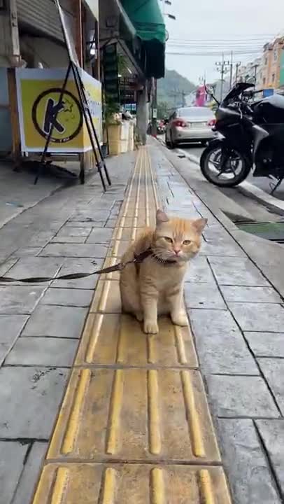 Ginger Cat ॥ Street Cat Meowing#Shorts