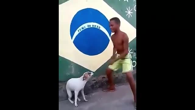 Amazing dancing dog