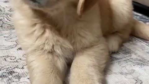 Cute Puppy