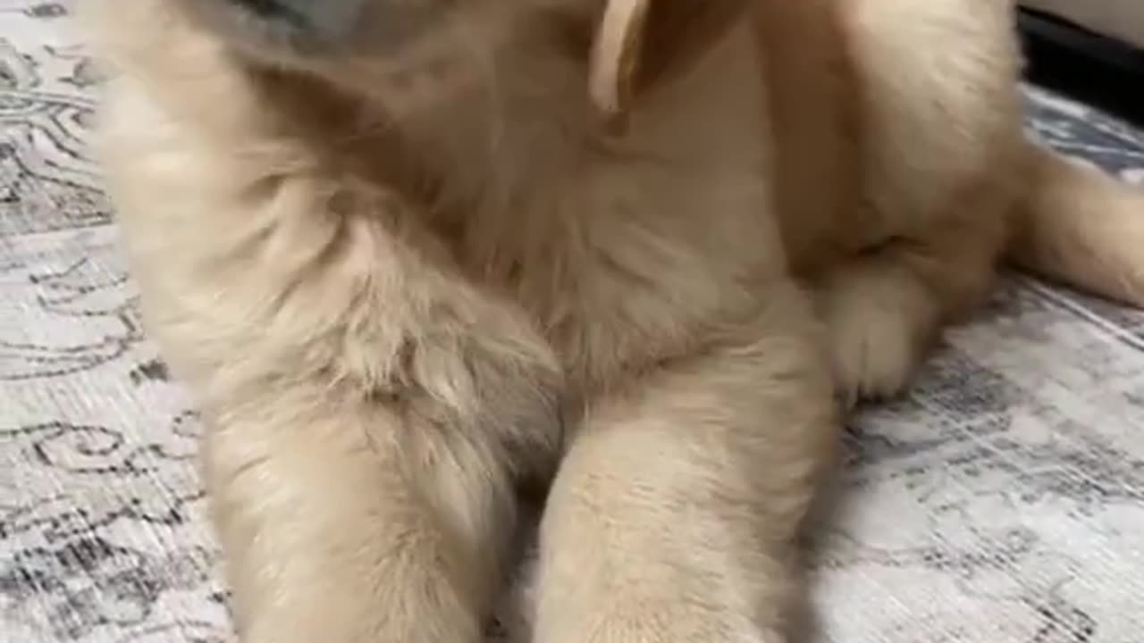 Cute Puppy