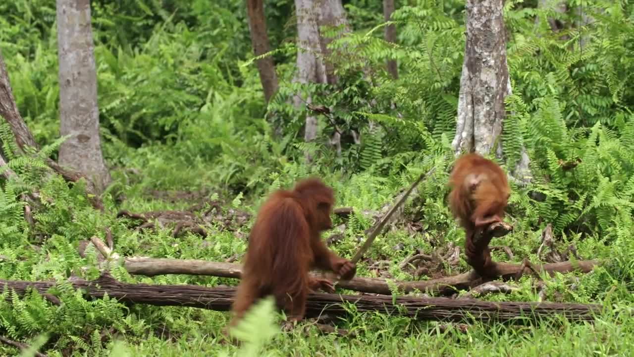 funny group of orangutans having fun in the jungle